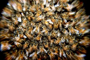 La Cour de justice : une ruche pour les abeilles