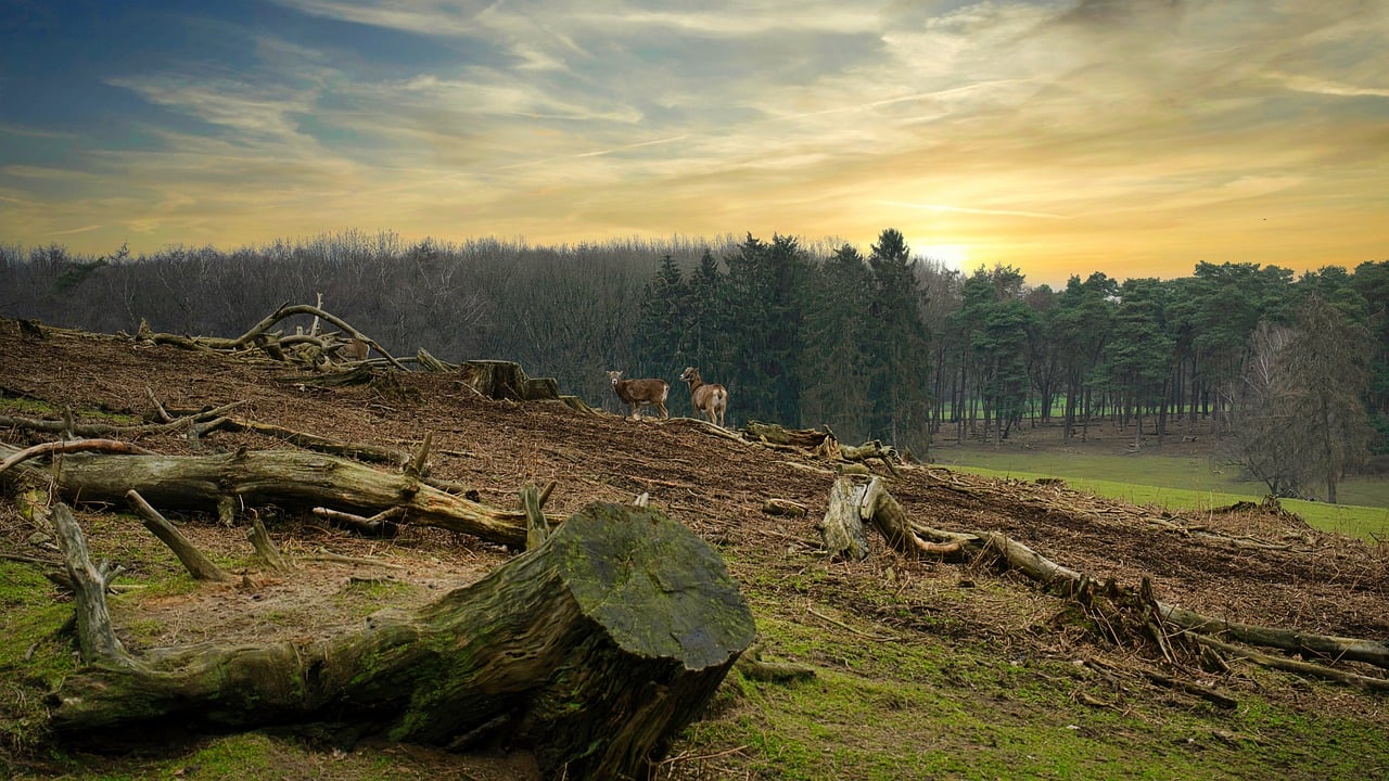 Le Parlement européen reporte d’un an l’application de la loi sur la déforestation