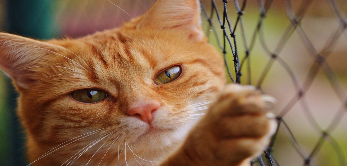Des règles inédites pour le bien-être animal Cat 1044750 1280