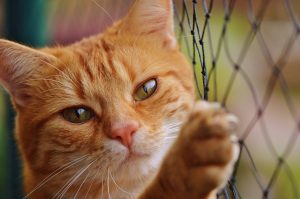 Cat 1044750 1280